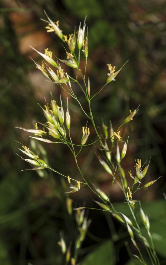 Poaceae: Aira caryophyllea